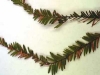 Coast redwood Coast redwood