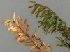 European yew European yew