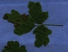 Poison oak Poison oak