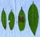 California bay laurel California bay laurel