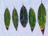 California bay laurel California bay laurel