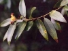 California bay laurel California bay laurel
