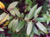 California bay laurel California bay laurel