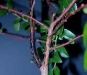 Evergreen huckleberry Evergreen huckleberry