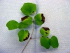 Redwood ivy Redwood ivy