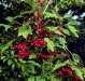 American cranberry viburnum American cranberry viburnum