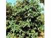 Alleghany viburnum Alleghany viburnum