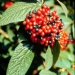 Alleghany viburnum fruiting Alleghany viburnum fruiting