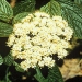 Alleghany viburnum flowering Alleghany viburnum flowering