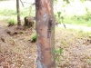 Grand Fir Grand Fir