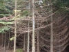 Grand Fir Grand Fir