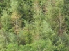 Western Hemlock Western Hemlock