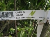 Kousa dogwood Kousa dogwood