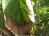 Kousa dogwood Kousa dogwood