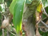 Kousa dogwood Kousa dogwood