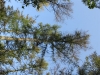 Japanese larch Japanese larch