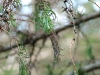 Japanese larch Japanese larch