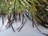 Japanese larch Japanese larch