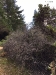 Manzanita Manzanita