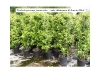 Star jasmine Star jasmine