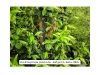 Star jasmine Star jasmine