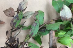 Arctostaphylos virgata foliar symptoms