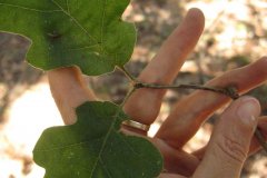 California black oak