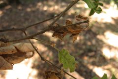 California black oak