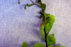 Western maidenhair fern