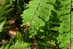 Western maidenhair fern