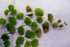 California maidenhair fern