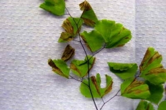 California maidenhair fern