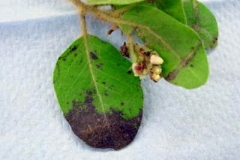 Manzanita (A. columbiana)