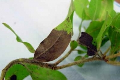 Manzanita (A. columbiana)