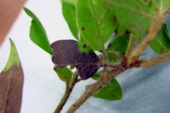 Manzanita (A. columbiana)