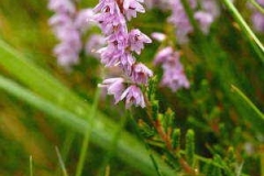 Scotch Heather