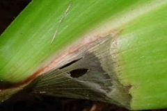 Andrew's clintonia bead lily