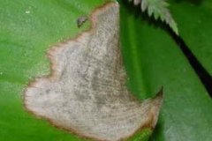 Andrew's clintonia bead lily