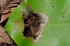 Andrew's clintonia bead lily