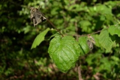 California hazelnut