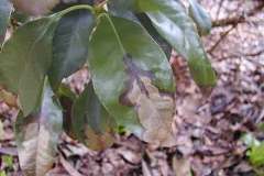 Mountain laurel - all species, hybrids and cultivars