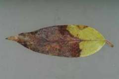 Drooping leucothoe