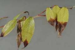 Drooping leucothoe