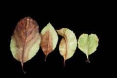 Red tip or Fraser's photinia