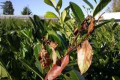 Dwarf English laurel