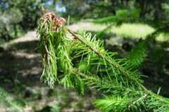 Douglas-fir