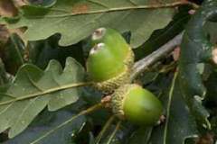 Sessile oak