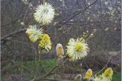 Goat willow