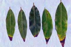 California bay laurel