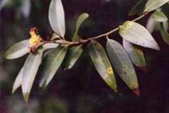 California bay laurel